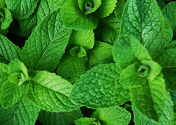 Discover the magic of menthol, Mint background, , Digital art HD wallpaper
