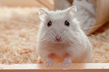 Hydration needs, Water consumption, Hamster lifespan, Pawtracks HD wallpaper
