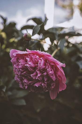 Flowers, Pink, Flower, Wet, Dew, Pion, Peony HD phone wallpaper