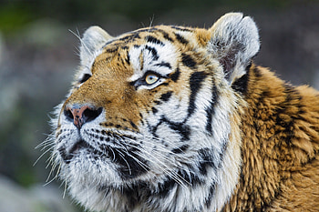 Animals, Muzzle, Tiger, Fat, Thick HD wallpaper