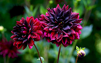 Plants, Flowers HD wallpaper