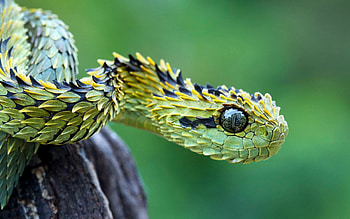 Atheris hispida, Snakes HD wallpaper