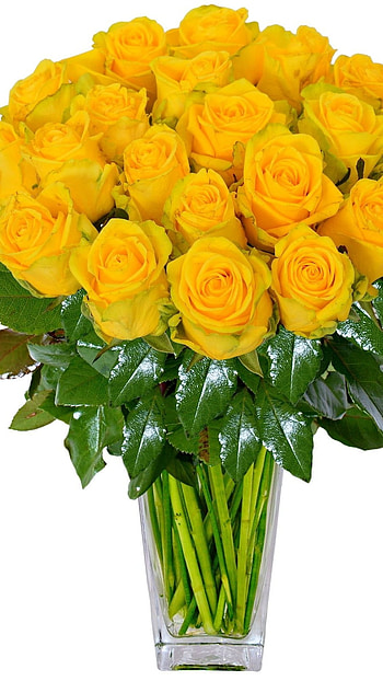 Yellow Rose, Yellow Rose Flower HD phone wallpaper