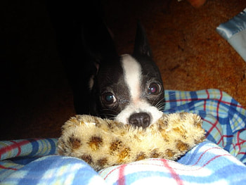 Puppy And Toy, dog, animal, cute, puppy HD wallpaper