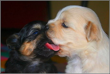 Dogs Love, dogs, cool, , love HD wallpaper