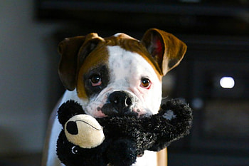 Dog, sweet, animal, dogs, cute, beautiful, puppys, puppy, pretty, animals, lovely HD wallpaper