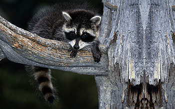 Animals, Raccoons HD wallpaper