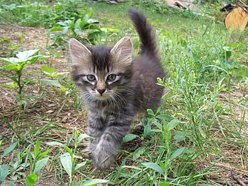 Surveying the Area, dirt, grass, cat, striped HD wallpaper