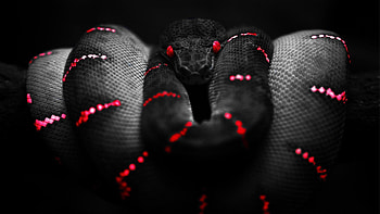 Boa Constrictor HD wallpaper