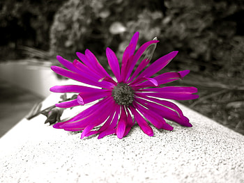 Purple Power, purple, single, power, flower HD wallpaper