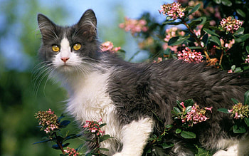Animals, Flowers, Wood, Cat, Tree, Climb, Curiosity HD wallpaper