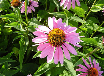 Flowers, Greens, Flower Bed, Flowerbed, Sunny, Echinacea HD wallpaper