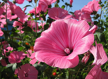 Flowers, Close-Up, Flower Bed, Flowerbed, Sunny, Lavatera HD wallpaper