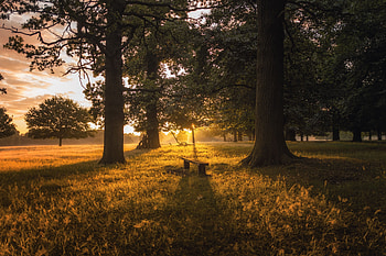 Nature, Trees, Grass, Dawn, Forest, Bench HD wallpaper