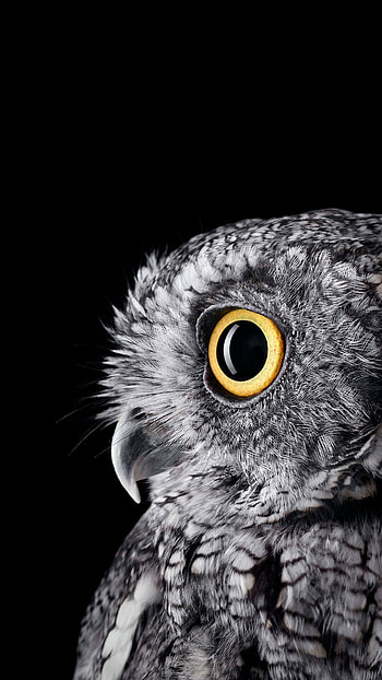 Owl background, PC , , Captivating backdrop HD phone wallpaper