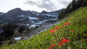 Flowers Grow On The Mountain Side In An Alpine Environment, sky, mountains, wildflowers, trees, landscape, clouds HD wallpaper