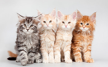 Kittens, animal, kitten, white, cute, cat, orange, ginger HD wallpaper