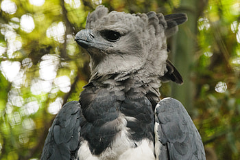 Harpy Eagle, Amazon's largest raptor, Deforestation victim, Food scarcity HD wallpaper