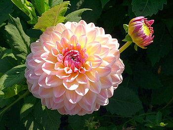Beautiful Flower, cool, beautiful, , flower HD wallpaper