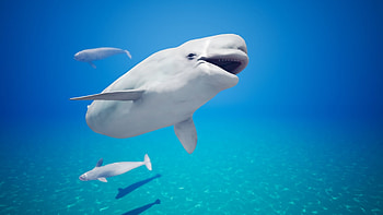 Beluga Whale, Whales as charming characters, Digital art in marine world, Underwater creature creations HD wallpaper