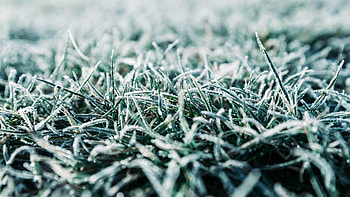 Winter, Grass, Macro, Hoarfrost, Frost HD wallpaper