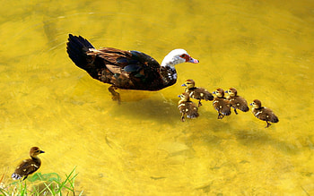 Animals, Nature, Lake, Duck, To Swim, Swim, Care, Ducklings HD wallpaper