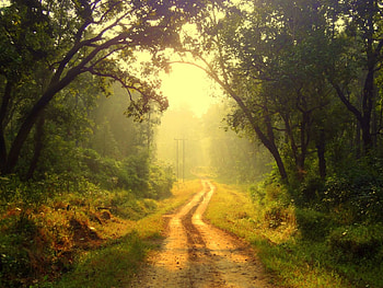 On my way back, way, road, green, path HD wallpaper