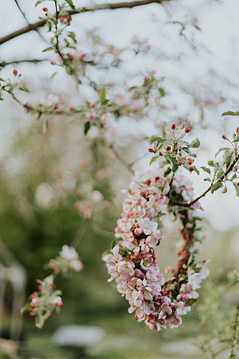 Flowers, Wood, Tree, Branches, Wreath, Apple Tree HD phone wallpaper