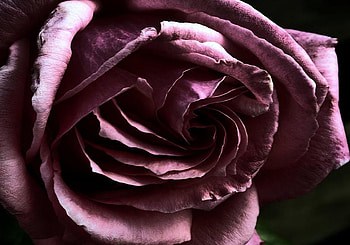 rose, plants, soft, delecte, nice, blossoms, bud, nature, flowers, blooms, lovely HD wallpaper