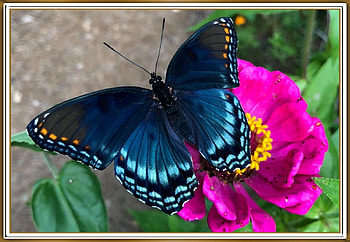 FRAMED BUTTERFLY, BUTTERFLY, FRAMED, , INSECT HD wallpaper