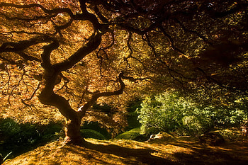 Autumn, other, nature, tree HD wallpaper