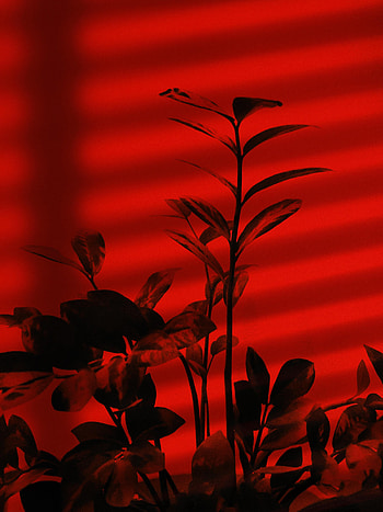 Plant, Dark, Branches HD phone wallpaper