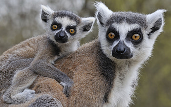 Cute lemur , Playful wildlife, Ring Tailed Lemur, Nature's charm HD wallpaper