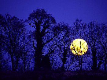 Yellow moon, nature, moon HD wallpaper