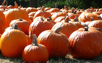 fall pumpkins - www.-in-.com HD wallpaper