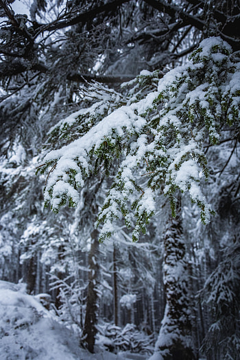 Winter, Nature, Trees, Snow, Branches HD phone wallpaper