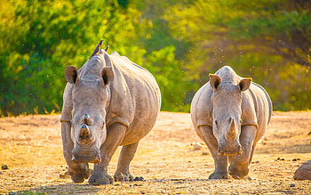 The Javan, Rhino HD wallpaper