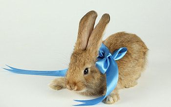 Rabbit, blue, ears, ribbon HD wallpaper