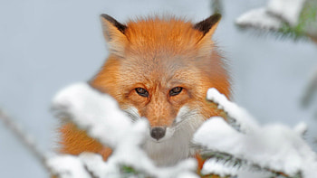 Animals, Snow, Fox, Ears, Spout HD wallpaper