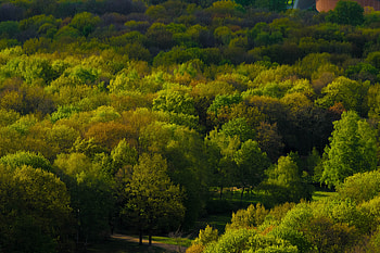 Berlin Park, trees, green, aerial view HD wallpaper