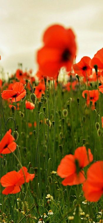 Poppy flower, Stunning , Stunning ry, High definition HD phone wallpaper