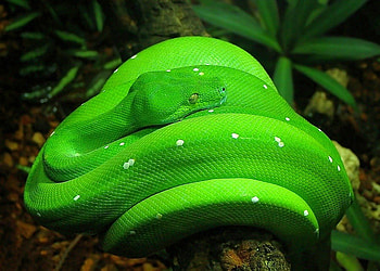 Green Snake, snake, cool, , green HD wallpaper