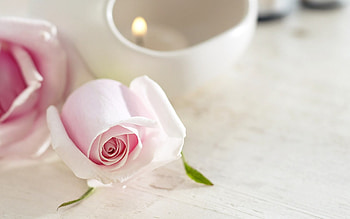 Backgrounds - background white roses beautiful nature light flower pink HD wallpaper