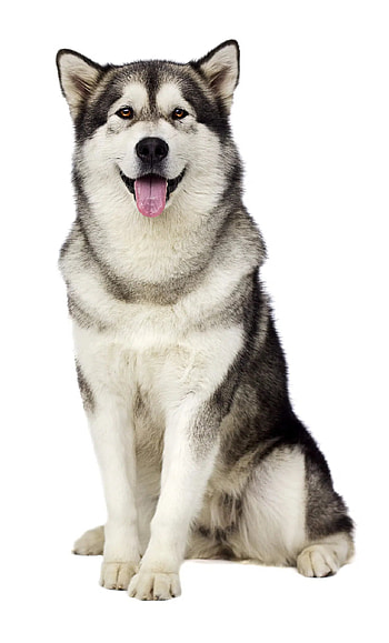 Alaskan Malamute im profil, Zuchtgeschichte des malamutes, Alaskan Malamute, Dog breed profile HD phone wallpaper