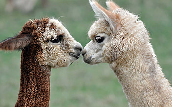 Siblings, Alpacas HD wallpaper