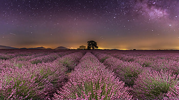 Lavender Flowers Field Under Starry Sky During Evening Time Flowers HD wallpaper