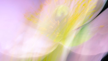 Abstract Flower Blur, abstract, artist, artwork, digital-art HD wallpaper