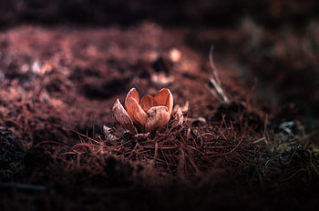 Flowers, Grass, Flower, Petals, Blur, Smooth HD wallpaper