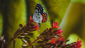 Patterns, Flower, Macro, Close-Up, Butterfly, Wings HD wallpaper