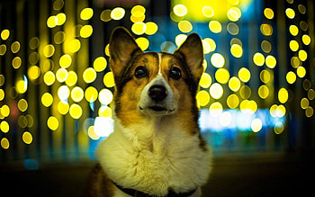 Animals, Glare, Dog, Muzzle, Beautiful, Welsh Corgi HD wallpaper
